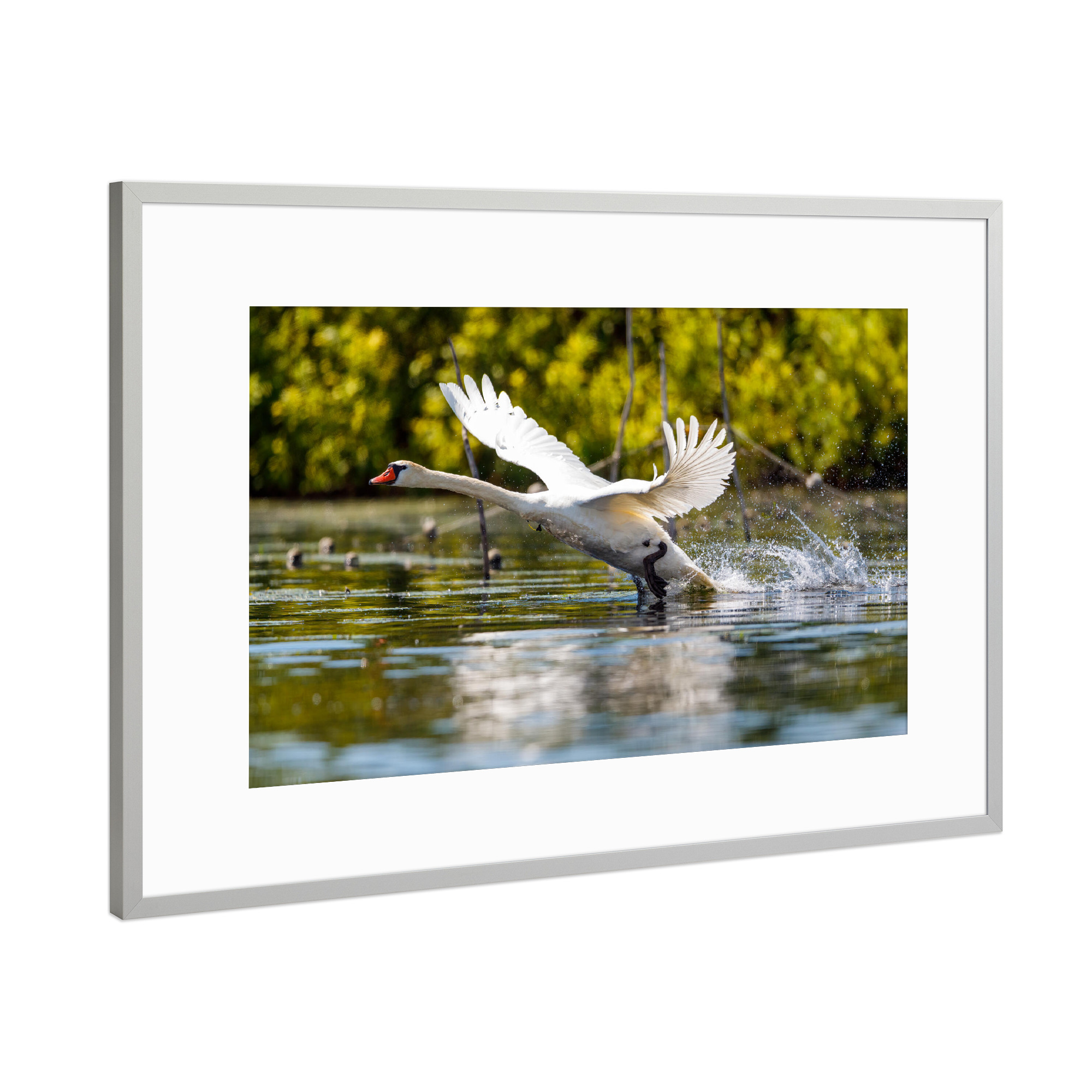 Poster mit Rahmen Silber "Höckerschwan beim Start" artboxONE - Tiere - Schwan,Höckerschwan,Donaudelta,Fliegen,Flug,Starten,Vogel,Wildlife