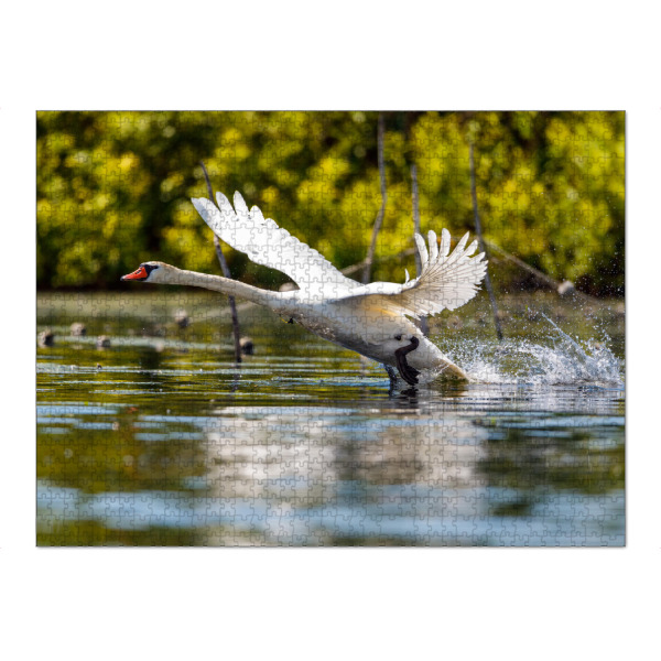 Puzzle Ravensburger "Höckerschwan beim Start" artboxONE - Tiere - Schwan,Höckerschwan,Donaudelta,Fliegen,Flug,Starten,Vogel,Wildlife - Bild schwan