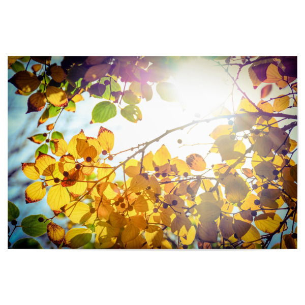 Poster 30x20 cm "Der Winter ist endlich da" artboxONE - Natur,Floral