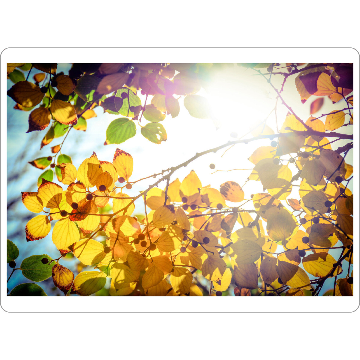 Tischset "Der Winter ist endlich da" artboxONE - Natur,Floral