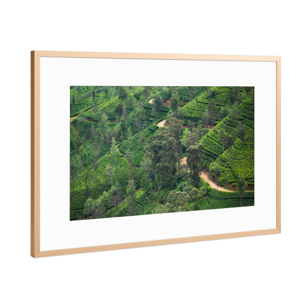 Poster mit Rahmen Kupfer "Sri Lanka Tea Plantation" artboxONE - Natur,Reise / Asien