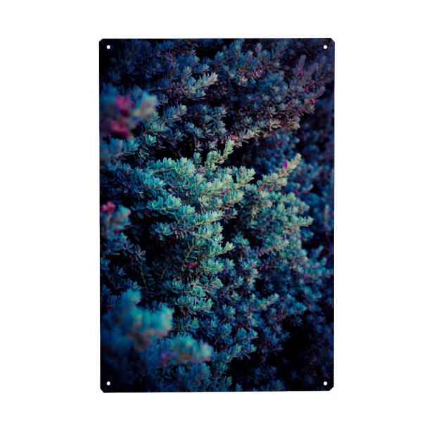 Metall Poster "Purple bush" artboxONE - Natur,Floral