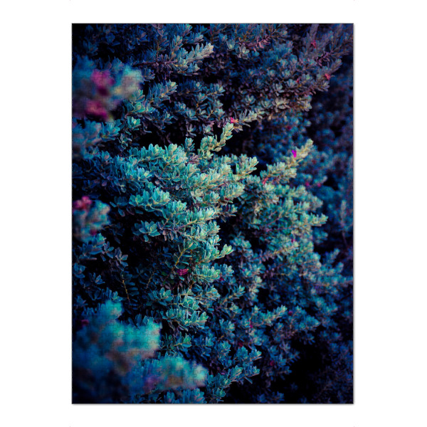 Puzzle Ravensburger "Purple bush" artboxONE - Natur,Floral