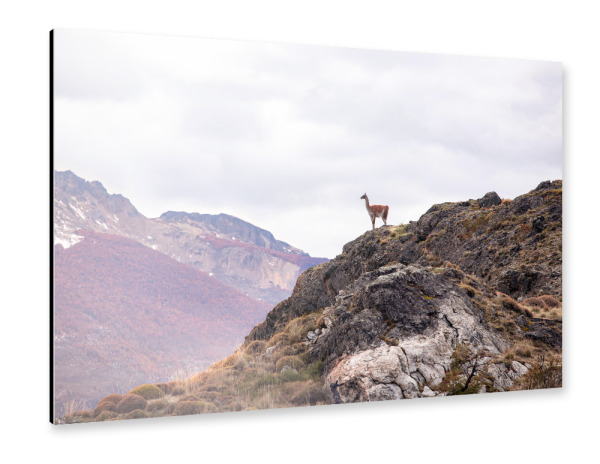 Alu-Dibond "Guanaco Lookout" 30x20 cm artboxONE