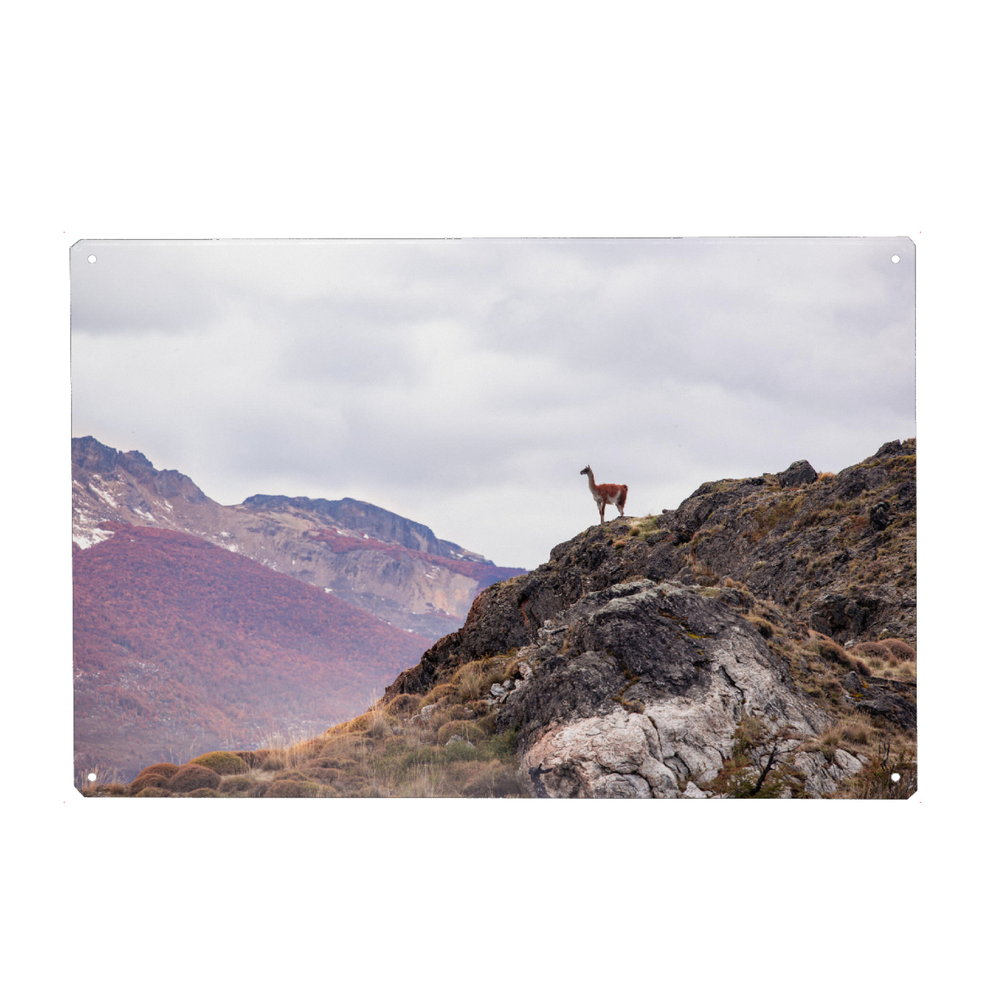 Metall Poster "Guanaco Lookout" artboxONE - Natur,Tiere - Wildlife,Guanaco,Lama,Patagonien,Chile,Herbst,Blätter,Landschaftsfotografie - Blechschild