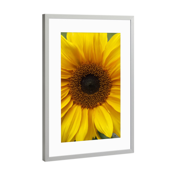 Poster mit Rahmen Silber "Sonnenblumen Detail Gelb Orange" artboxONE - Natur,Floral