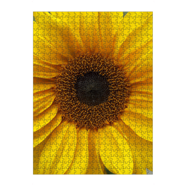 Puzzle Ravensburger "Sonnenblumen Detail Gelb Orange" artboxONE - Natur,Floral