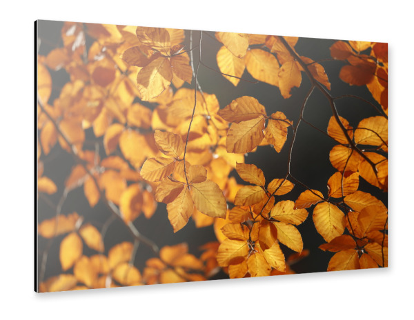 Alu-Dibond "Goldener Herbst, orangene Blätter" 30x20 cm artboxONE