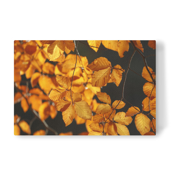 Leinwandbild "Goldener Herbst, orangene Blätter" artboxONE - Natur,Floral