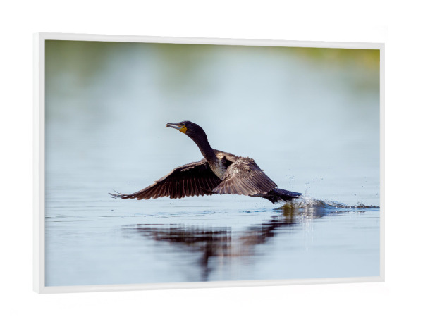 Poster mit weißem Rahmen "Kormoran im Flug" artboxONE - Tiere - Kormoran,Donaudelta,Vogel,Flug,Fliegen,Im flug,Spiegelung,Wildlife