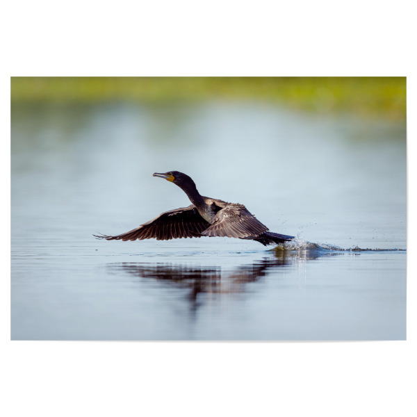 Poster 30x20 cm "Kormoran im Flug" artboxONE - Tiere - Kormoran,Donaudelta,Vogel,Flug,Fliegen,Im flug,Spiegelung,Wildlife
