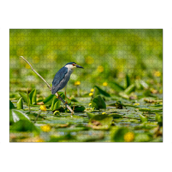 Puzzle Ravensburger "Ein Nachtreiher im Donaudelta" artboxONE - Natur,Tiere - Nachtreiher,Vogel,Donaudelta,Reiher,Wildlife,Vögel,Wasservogel