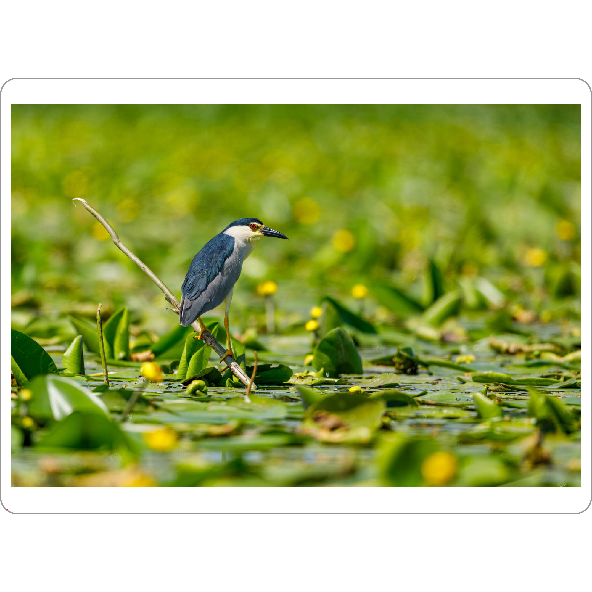 Tischset "Ein Nachtreiher im Donaudelta" artboxONE - Natur,Tiere - Nachtreiher,Vogel,Donaudelta,Reiher,Wildlife,Vögel,Wasservogel - Bild nachtreiher