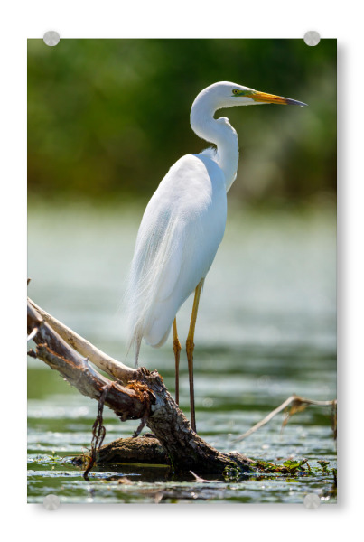 Acrylglasbild "Silberreiher im Donaudelta" artboxONE - Tiere - Reiher,Silberreiher,Donaudelta,Vogel,Wildlife,Vögel