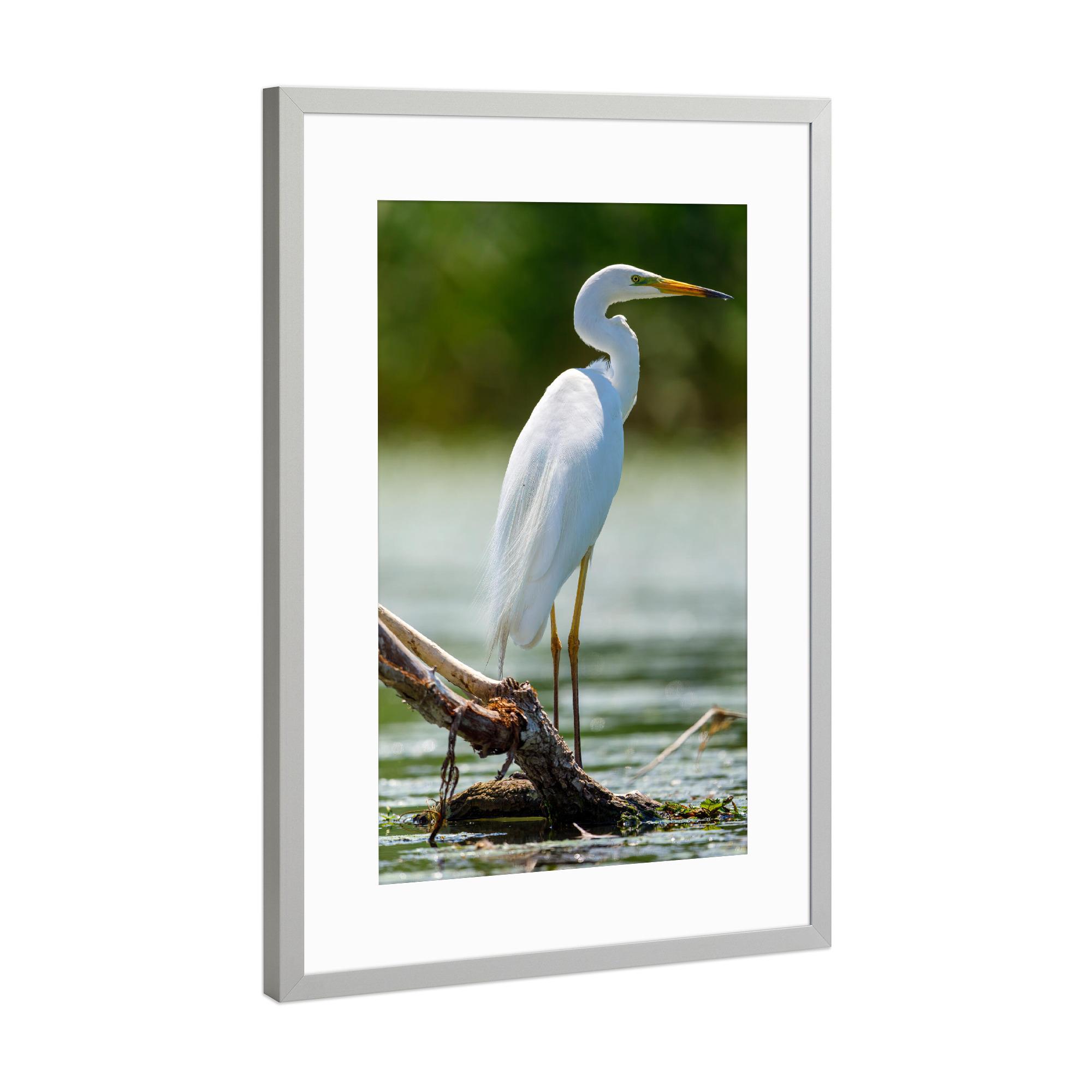 Poster mit Rahmen Silber "Silberreiher im Donaudelta" artboxONE - Tiere - Reiher,Silberreiher,Donaudelta,Vogel,Wildlife,Vögel