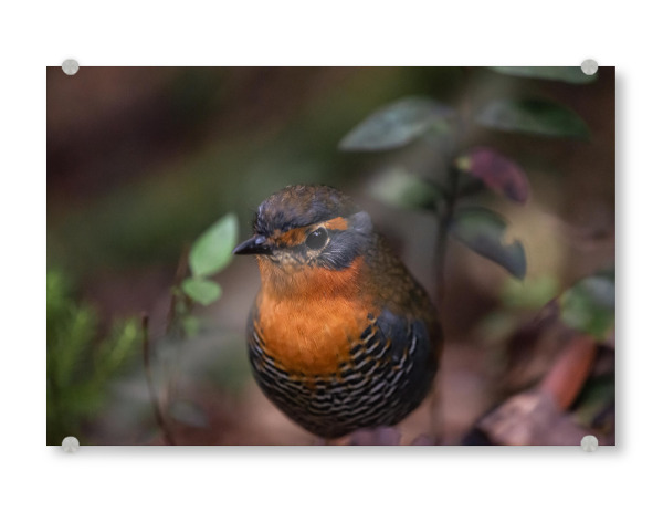 Acrylglasbild "Chucao Delight" artboxONE - Natur,Floral,Tiere - Wildlife,Fine art,Vogel,Chucao,Chile,Wald,Blumen