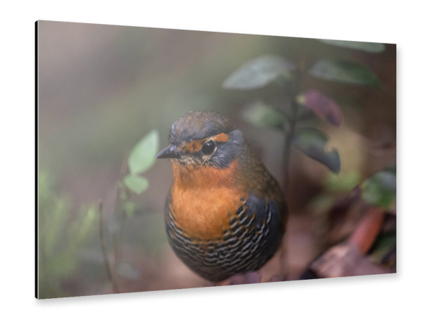 Alu-Dibond "Chucao Delight" 30x20 cm artboxONE