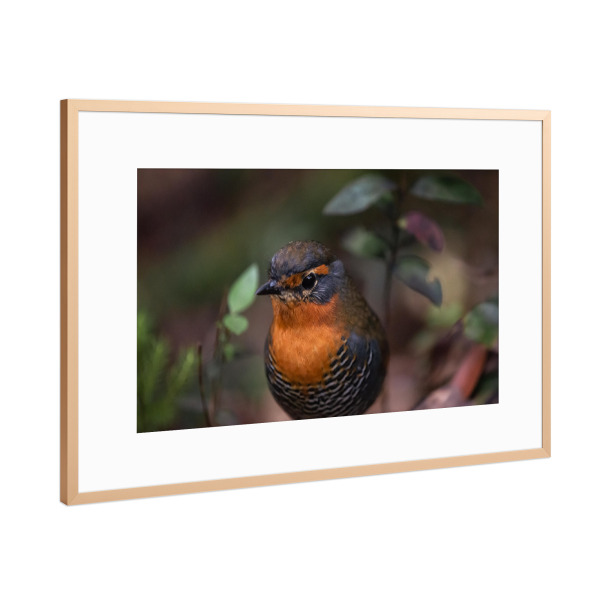 Poster mit Rahmen Kupfer "Chucao Delight" artboxONE - Natur,Floral,Tiere - Wildlife,Fine art,Vogel,Chucao,Chile,Wald,Blumen