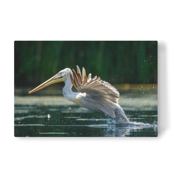 Leinwandbild "Junger Pelikan" artboxONE - Tiere - Pelikan,Vogel,Donaudelta,Wildlife,Flug,Fliegen,Freiheit