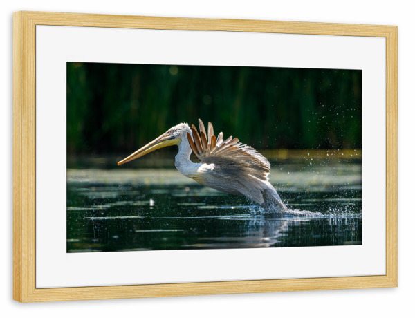 Poster mit Rahmen kiefer "Junger Pelikan" artboxONE - Tiere - Pelikan,Vogel,Donaudelta,Wildlife,Flug,Fliegen,Freiheit