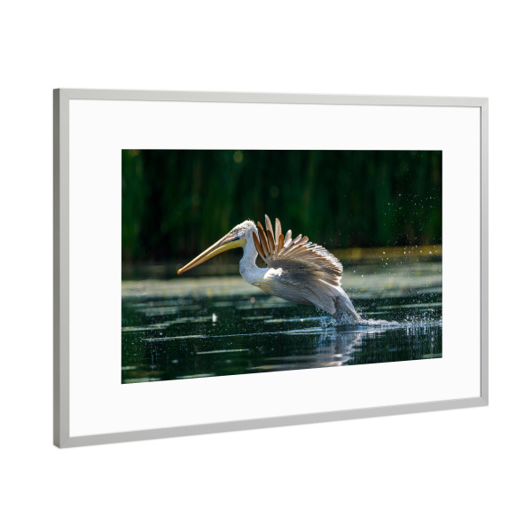 Poster mit Rahmen Silber "Junger Pelikan" artboxONE - Tiere - Pelikan,Vogel,Donaudelta,Wildlife,Flug,Fliegen,Freiheit