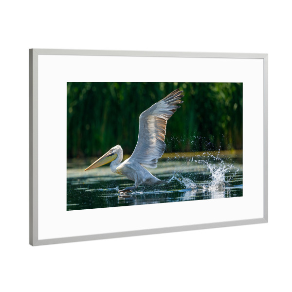 Poster mit Rahmen Silber "Pelikan beim Start" artboxONE - Natur,Tiere - Pelikan,Vogel,Donaudelta,Wildlife,Flug,Fliegen,Freiheit