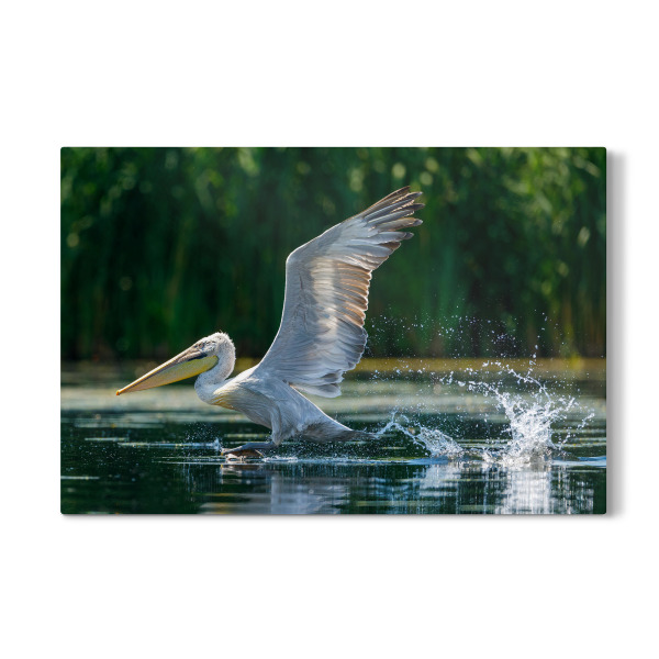 Galerie-Print "Pelikan beim Start" 30x20 cm artboxONE