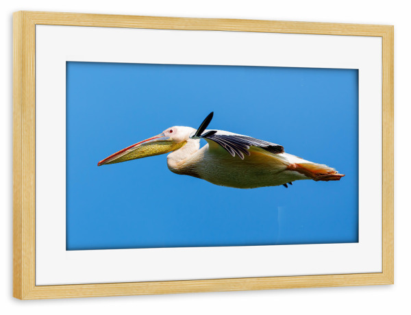 Poster mit Rahmen kiefer "Pelikan im Flug" artboxONE - Tiere - Pelikan,Vogel,Donaudelta,Wildlife,Flug,Fliegen,Freiheit
