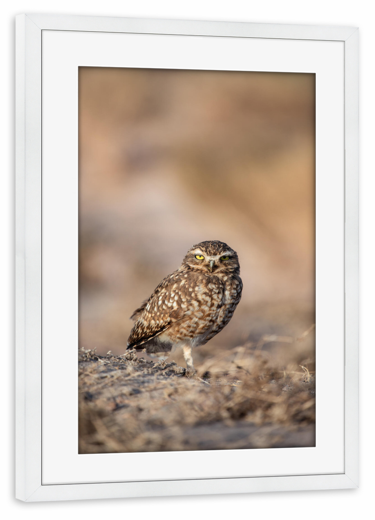 Poster mit Rahmen weiß "Yellow Eyes" artboxONE - Natur,Tiere - Eule,Kauz,Vogel,Wildlife,Atacama,Wüste,Chile,Gelb,Blick,Abendsonne
