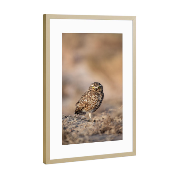 Poster mit Rahmen Gold "Yellow Eyes" artboxONE - Natur,Tiere - Eule,Kauz,Vogel,Wildlife,Atacama,Wüste,Chile,Gelb,Blick,Abendsonne