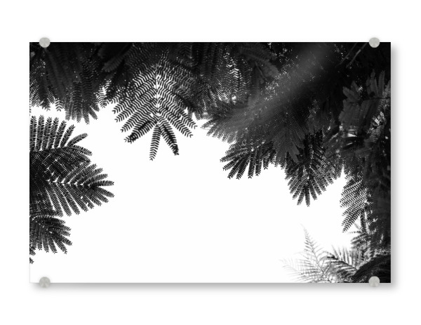 Acrylglasbild "Baumwipfel öffnen" artboxONE - Natur,Floral
