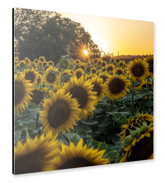 Alu-Dibond "Sonnenblumenfeld im Abendlicht" 30x30 cm artboxONE