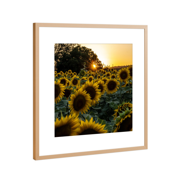 Poster mit Rahmen Kupfer "Sonnenblumenfeld im Abendlicht" artboxONE - Natur,Reise,Floral,Streetart