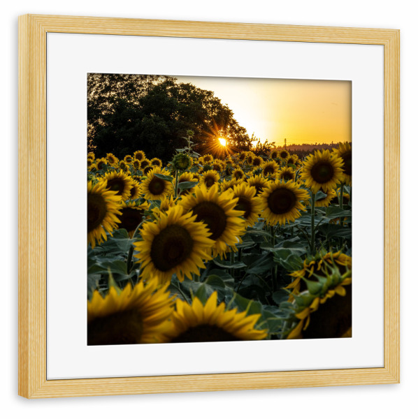 Poster mit Rahmen kiefer "Sonnenblumenfeld im Abendlicht" artboxONE - Natur,Reise,Floral,Streetart