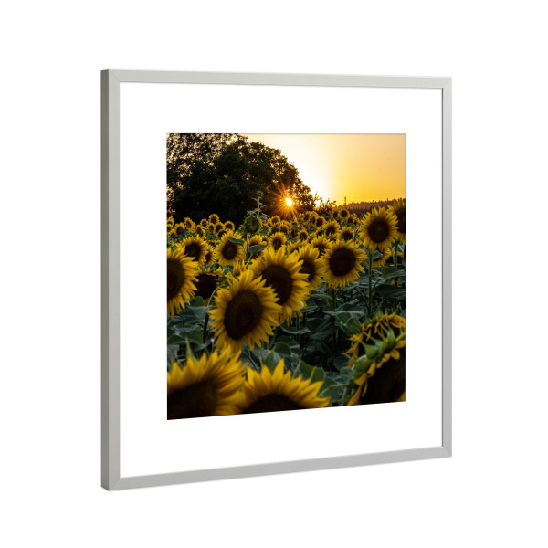 Poster mit Rahmen Silber "Sonnenblumenfeld im Abendlicht" artboxONE - Natur,Reise,Floral,Streetart