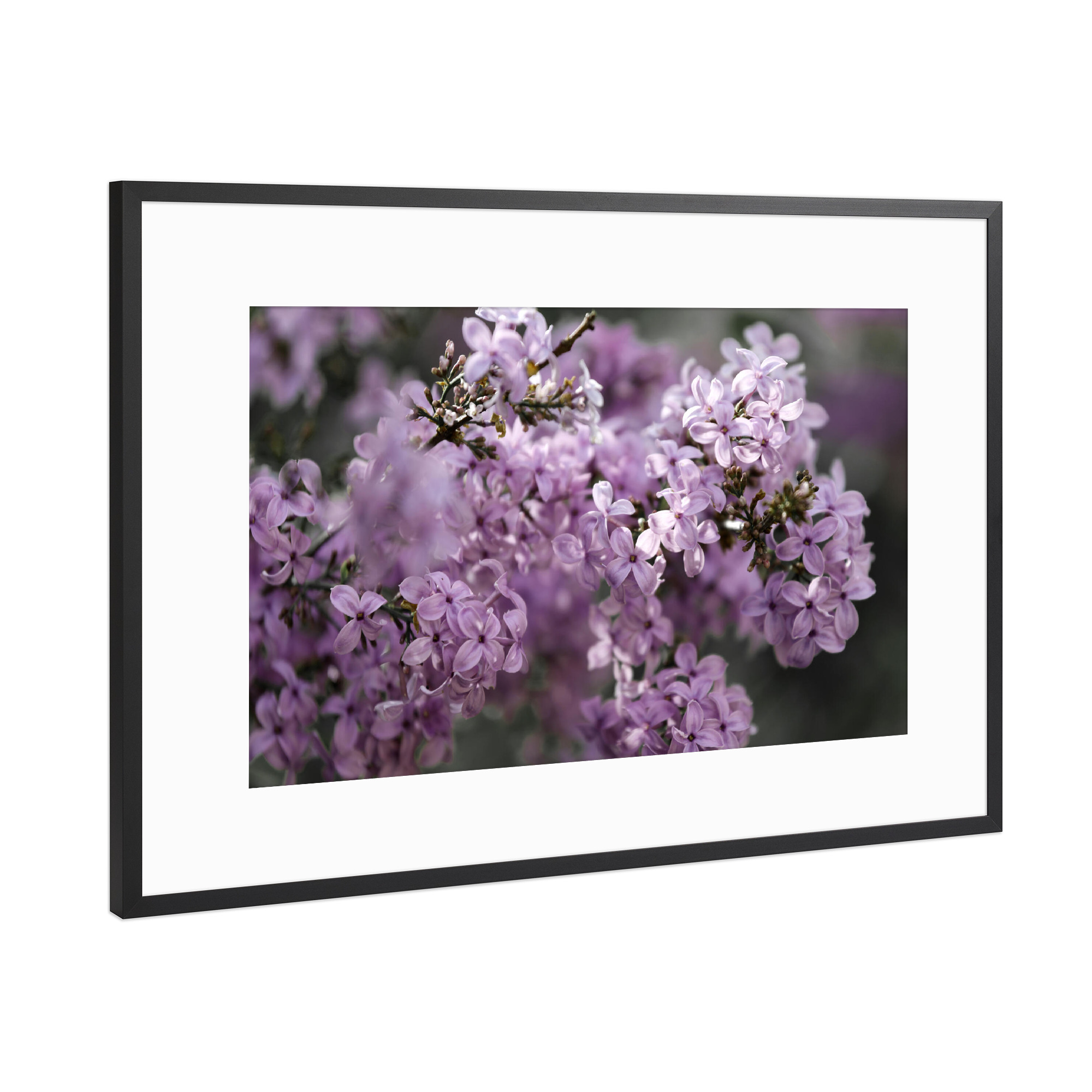 Poster mit Rahmen Schwarz (Metallic) "Rosa Lila Fliederblüten" artboxONE - Natur,Floral,Für Mama