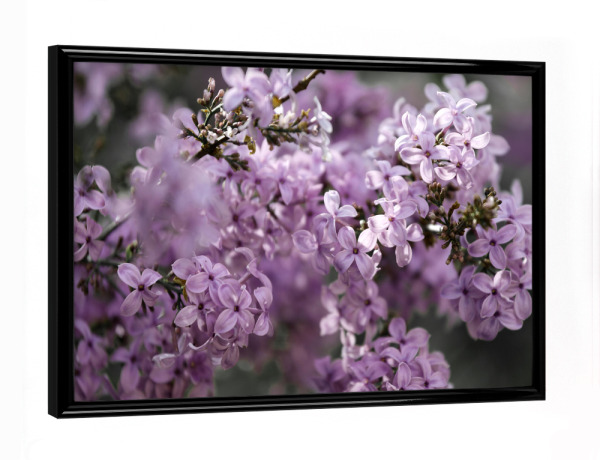 Poster mit schwarzem Rahmen "Rosa Lila Fliederblüten" artboxONE - Natur,Floral,Für Mama