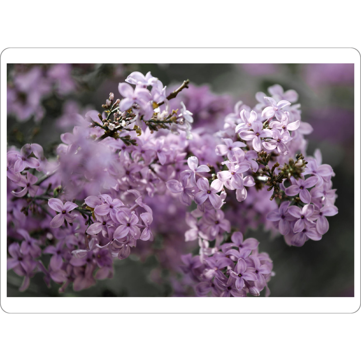 Tischset "Rosa Lila Fliederblüten" artboxONE - Natur,Floral,Für Mama