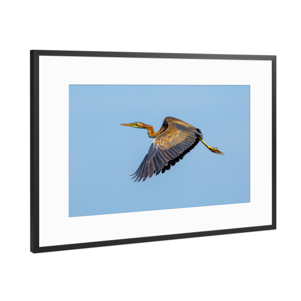 Poster mit Rahmen Schwarz (Metallic) "Purpurreiher im Donaudelta" artboxONE - Natur,Tiere - Purpurreiher,Reiher,Vogel,Wildlife,Donaudelta