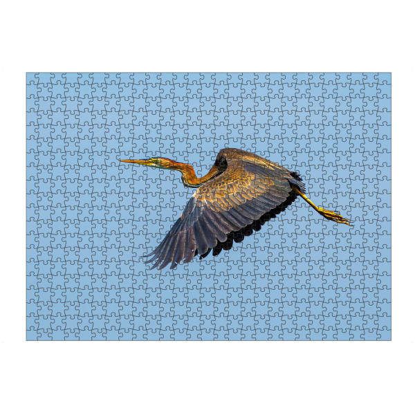 Puzzle Ravensburger "Purpurreiher im Donaudelta" artboxONE - Natur,Tiere - Purpurreiher,Reiher,Vogel,Wildlife,Donaudelta - Bild purpurreiher