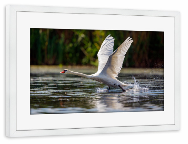 Poster mit Rahmen weiß "Schwan in Donaudelta" artboxONE - Tiere - Schwan,Höckerschwan,Donaudelta,Fliegen,Flug,Starten,Vogel,Wildlife