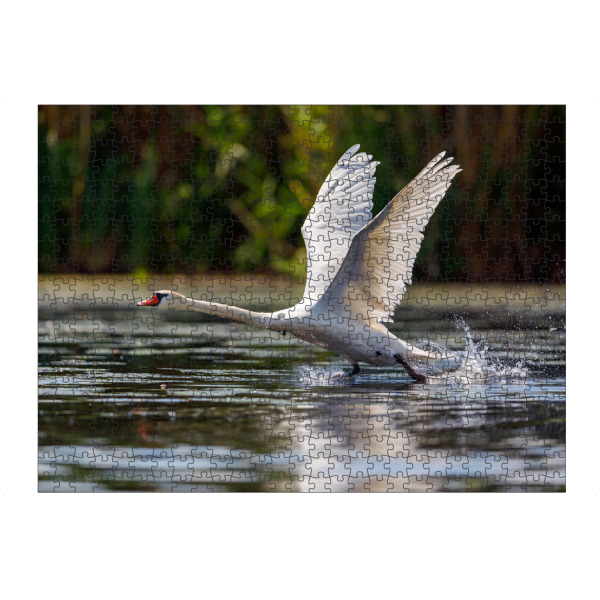 Puzzle Ravensburger "Schwan in Donaudelta" artboxONE - Tiere - Schwan,Höckerschwan,Donaudelta,Fliegen,Flug,Starten,Vogel,Wildlife - Bild schwan