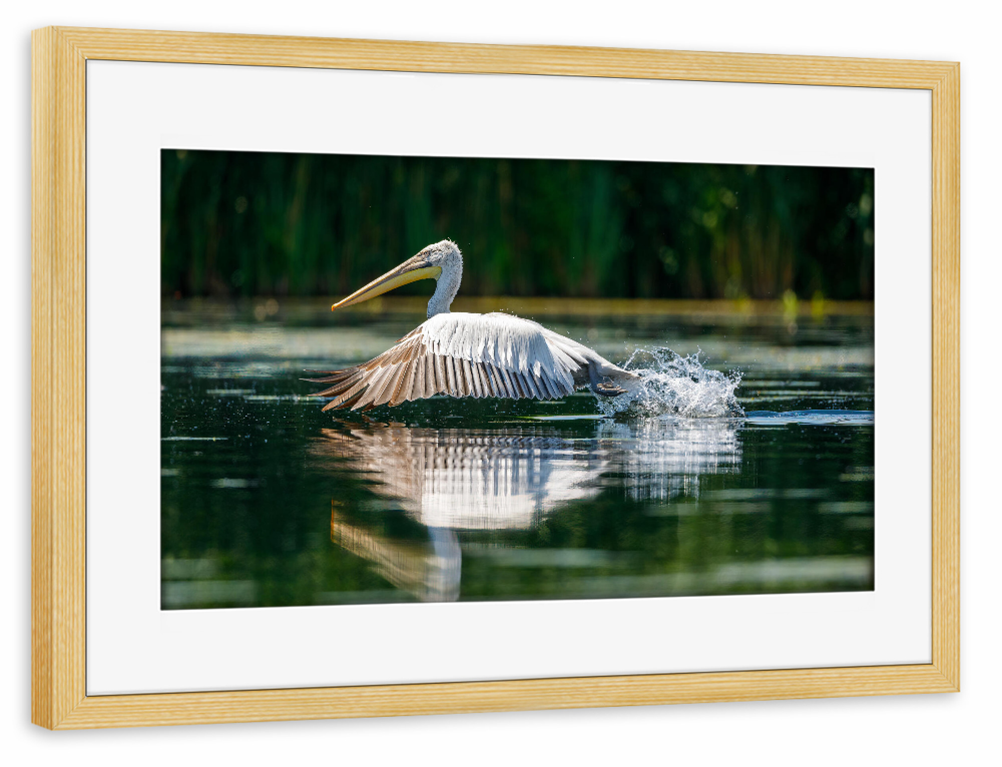 Poster mit Rahmen kiefer "Pelikan im Donaudelta" artboxONE - Natur,Tiere - Pelikan,Vogel,Donaudelta,Wildlife,Flug,Fliegen,Freiheit