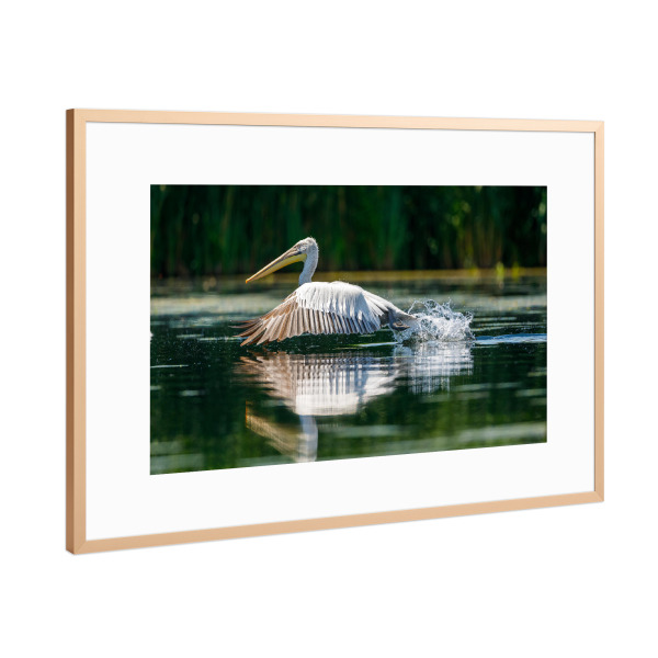 Poster mit Rahmen Kupfer "Pelikan im Donaudelta" artboxONE - Natur,Tiere - Pelikan,Vogel,Donaudelta,Wildlife,Flug,Fliegen,Freiheit