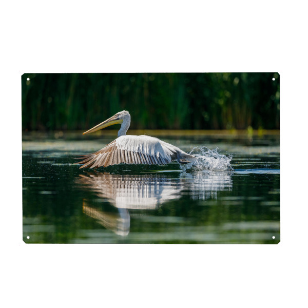 Holzbild "Pelikan im Donaudelta" artboxONE - Natur,Tiere - Pelikan,Vogel,Donaudelta,Wildlife,Flug,Fliegen,Freiheit
