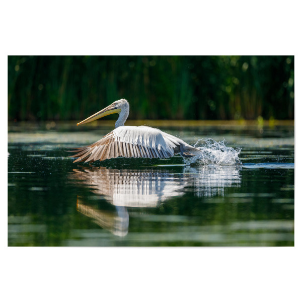 Poster 30x20 cm "Pelikan im Donaudelta" artboxONE - Natur,Tiere - Pelikan,Vogel,Donaudelta,Wildlife,Flug,Fliegen,Freiheit