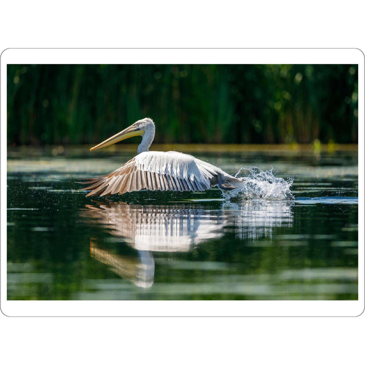 Tischset "Pelikan im Donaudelta" artboxONE - Natur,Tiere - Pelikan,Vogel,Donaudelta,Wildlife,Flug,Fliegen,Freiheit - Bild pelikan
