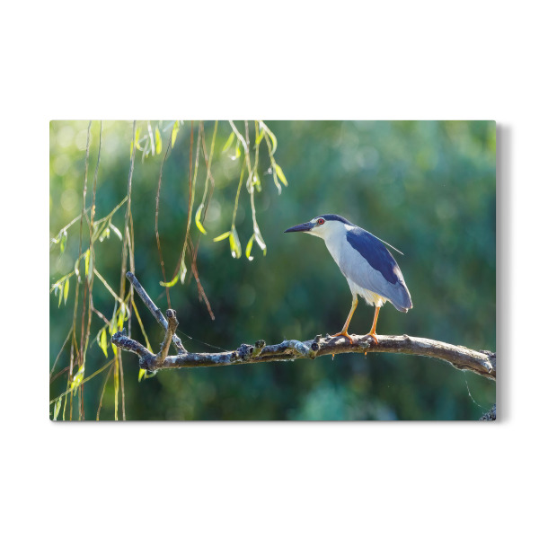 Galerie-Print "Nachtreiher" 30x20 cm artboxONE