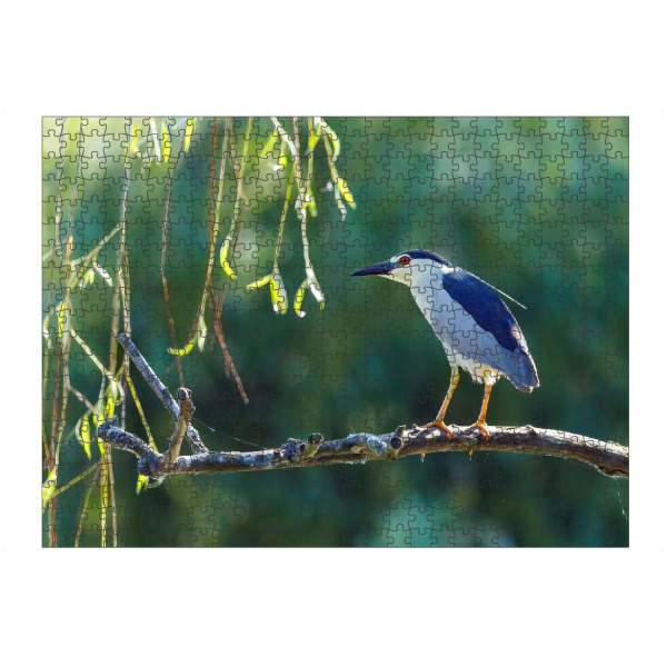 Puzzle Ravensburger "Nachtreiher" artboxONE - Tiere - Reiher,Nachtreiher,Donaudelta,Vogel,Wildlife - Bild reiher