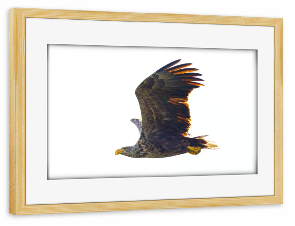 Poster mit Rahmen kiefer "Wilder Seeadler" artboxONE - Tiere - Adler,Seeadler,Vogel,Raubvogel,Wildlife,Flug,Fliegen,Donaudelta